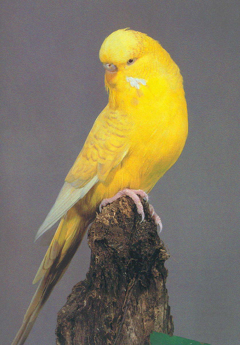 lutino